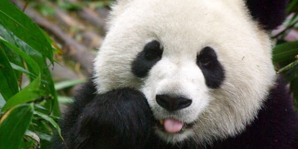 Panda Non Scattate Quella Foto A Noi La Parola