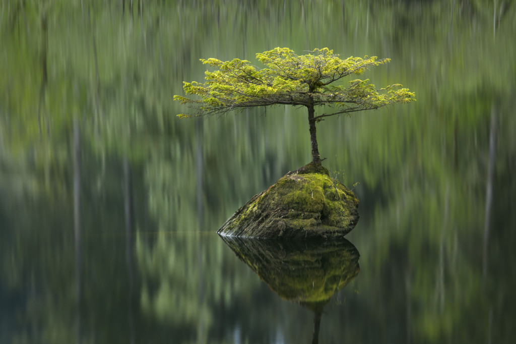 066 © Adam Gibbs (Canada/UK) Fairy Lake fir Wildlife Photographer of the Year 2012