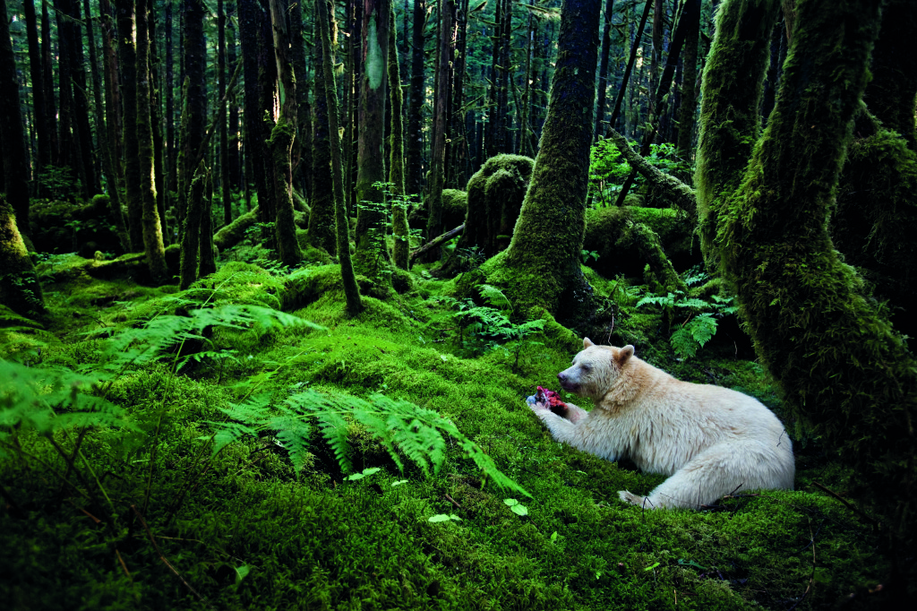 1.Paul Nicklen Canada 2011 Addentrandosi nella verdeggiante foresta pluviale della regione costiera della Columbia Britannica, Paul Nicklen ha scattato questa bella e rara immagine di un orso kermode, detto anche orso spirito, quasi completamente bianco.