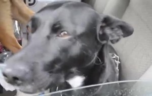 Senza soldi, vive in auto per non abbandonare i suoi cani