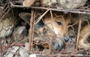 Antonello Palla Italy Comm. Manager Animals Asia: il commercio della carne di cane e di gatto in Cina e non solo…