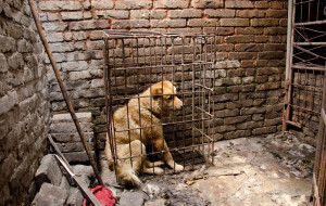 Animal Equality, la preziosa testimonianza sul crudele commercio di carne di cane e  gatto
