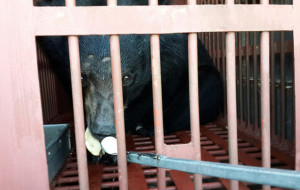 Animals Asia,  altri 13 orsi della luna finalmente liberi in Vietnam