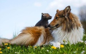 Cucciolo di volpe rimane orfano, un Collie l’adotta e lo cresce come suo. LaStampa.it