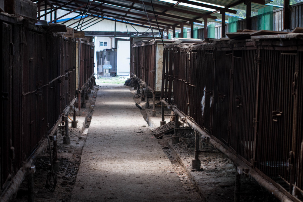 dog meat farm 1